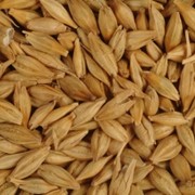 Закупка зерновых: рожь / жито, пшеница, ячмень, овес для корма свиньям фото