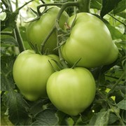 Семена томатов F1 Изабель фотография