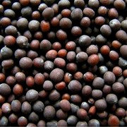 Семена горчицы Brown type (Черная или Темная горчица), Brassica Nigra Koch фото