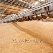 Пшеница фуражная на Экспорт фотография