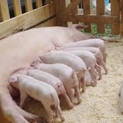 Комбикорм для свиней фото