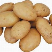 Продам картофель оптом (Латона, Сильвана, Ред Леди, Романо) по хорошим ценам фото