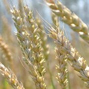 Элитные семена озимой пшеницы "Харьковская-92"от производителя