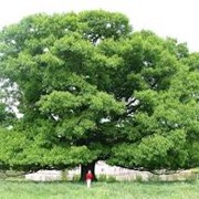 Дуб черещатый Quercus robur Fastigiate Koster B+S фотография