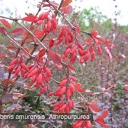 Барбарис амурский Atropurpurea фото