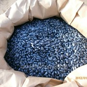 Семена подсолнечника Аламо. фотография