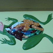 Барельефная модель лягушки