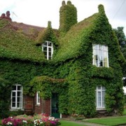 Озеленение крыш домов фотография