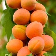 Саженец абрикоса “Принц Март“ (колоновидного). Рос фото