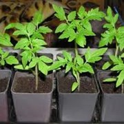Выращивание и продажа кассетной рассады овощей - капуста, перец, баклажан, помидо(на 2014 год).
