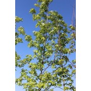 Клен сахарный (Acer saccharinum С 60)