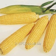 Семена кукурузы сахарной Леженд F1 1 кг. Clause