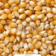 Семена кукурузы фотография