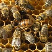 Пчелопакеты рут расплодные фото