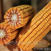 Насіння кукурудзи КВС-Україна КОЛІБРІС*, міш
