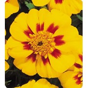 Семена Бархатцы Французские Marigold (tagetes Patula) Yellow Blotch фото