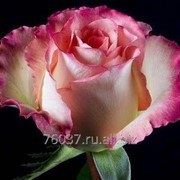 Роза duett фото