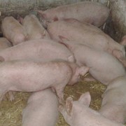 Продажа свиней, поросят породы красная белопоясая, живой вес, Полтавская область, Украина фото