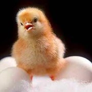 Цыплята Редбро, Голошейка мясо-яичные суточные фото