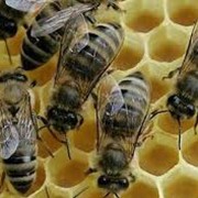 Вощина, Продукция пчеловодства фото