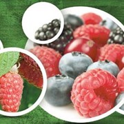 Листовое удобрение для ягоды Нутри-Файт РК фотография