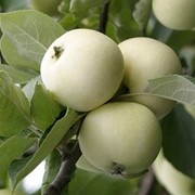 Яблоня 'Белый налив' фото