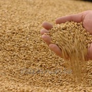 Пшеница фуражная. Экспорт фото