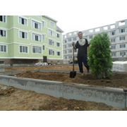 Озеленение жилого комплекса в Казахстане фото