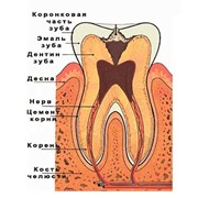 Лечение пульпита фото