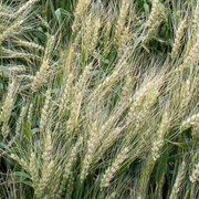 Пшеница озимая ЗИСК