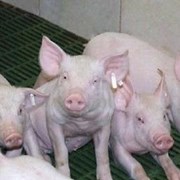 Купить Продать Поросят В России