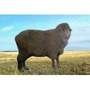 Порода казахская мясо-шерстяная фото
