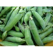 Выращивание овощных культур фото