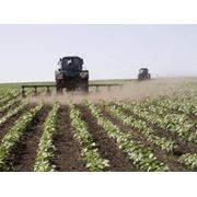 Опыление сельскохозяйственных культур фото