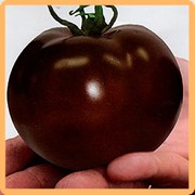 Семена томатов Ашдод F1