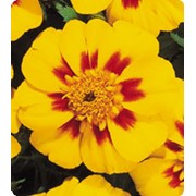 Семена Бархатцы Французские Marigold (tagetes Patula) Yellow Flame фотография