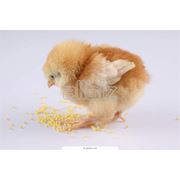 Комбикорм для цыплят-бройлеров фотография