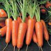 Морковь голландских сортов фотография