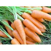 Морковь в оптом фото