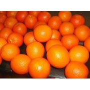 Апельсины Фрукты цитрусовые Апельсины оптом в Астане фото