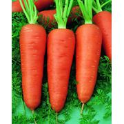 Семена моркови Шантино Шантанэ роял фото