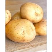 Картофель сортовой картофель Журавинка