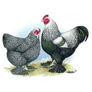 Куры брама фото