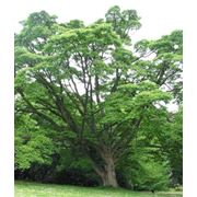 Саженцы лиственных деревьев Бархат амурский фото