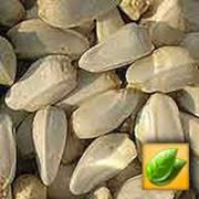 Семена сафлора купить в Казахстане на экспорт ТОО АгроМаркетинг Астана ТОО АгроТрейд Астана