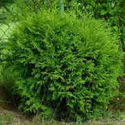 Туя Западная Литл Чемпион Thuja occidentalis Little Champion Казахстан Саженцы хвойных растений ТОО Фирма Зеленстрой НС