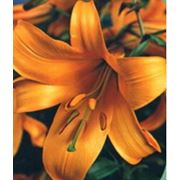 Лилия оранжевая фотография