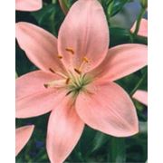 Лилия розовая фото