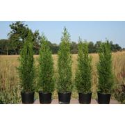 Саженцы туи Туя Западная Смарагд Thuja occidentalis Smaragd Казахстан Саженцы хвойных растений ТОО Фирма Зеленстрой НС фотография