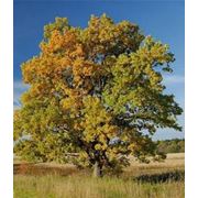 Дуб черешчатый — Quercus robur L.
